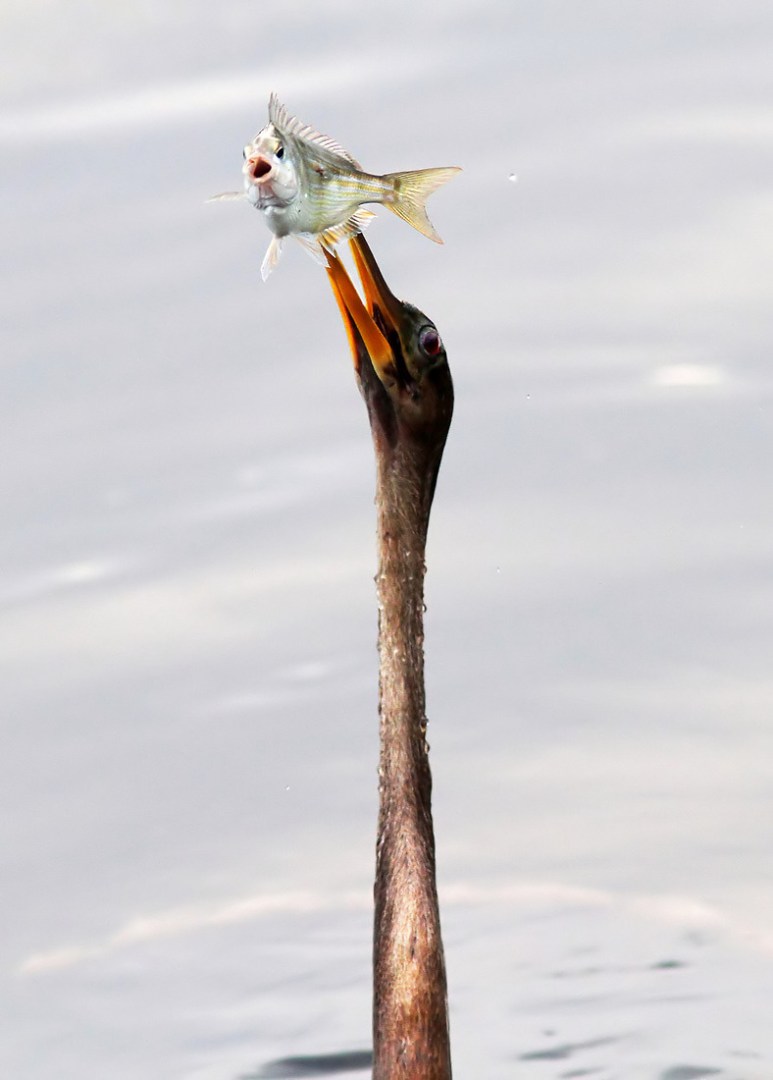 Anhinga with Startled Fish