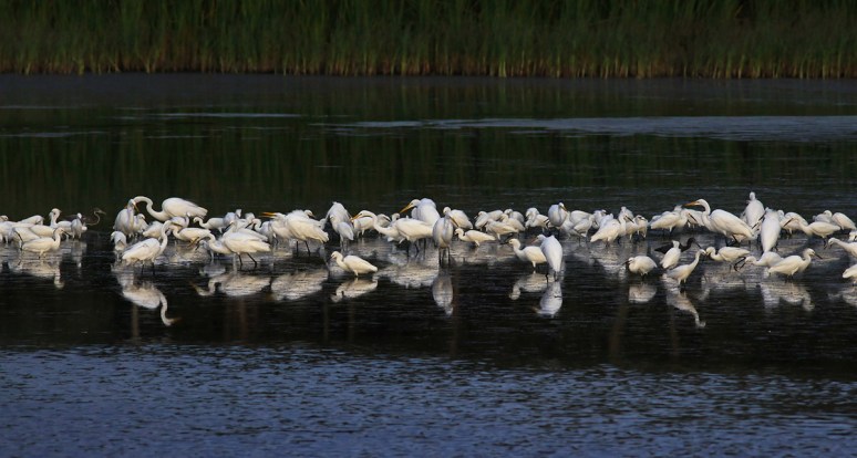 Big Crowd at the Marsh