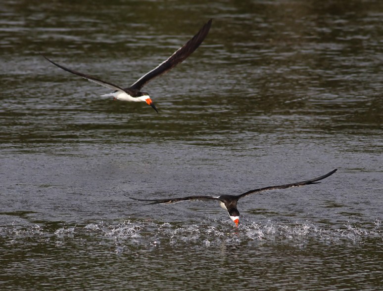 Black Skimmers 