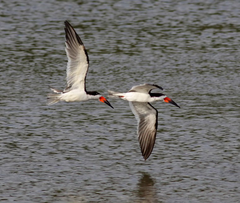 Black Skimmers 