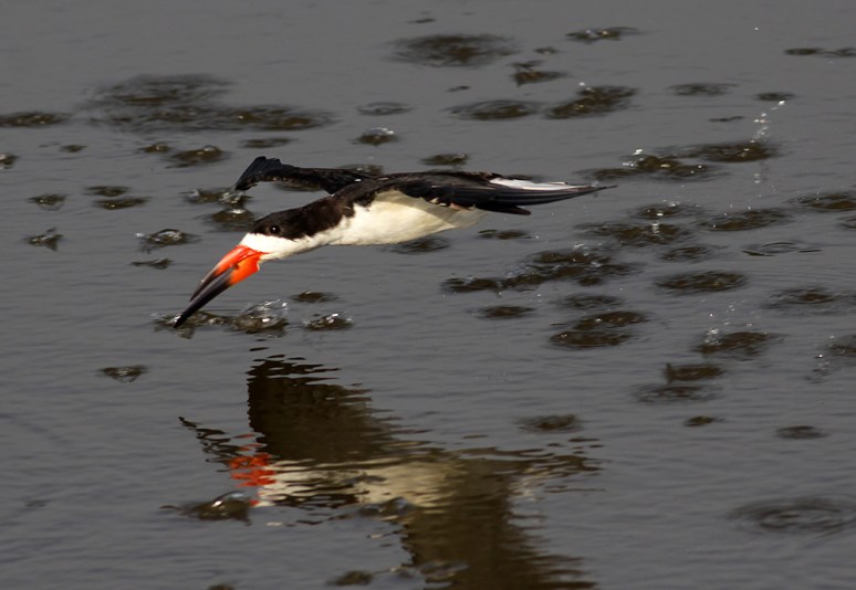 Black Skimmers 