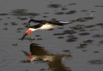 Black Skimmers