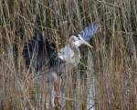 GBH Lands in Salt Marsh&nbsp;Reeds