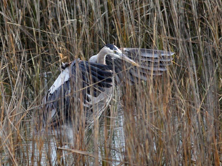 GBH Lands in Salt Marsh Reeds 