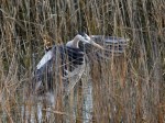 GBH Lands in Salt Marsh&nbsp;Reeds