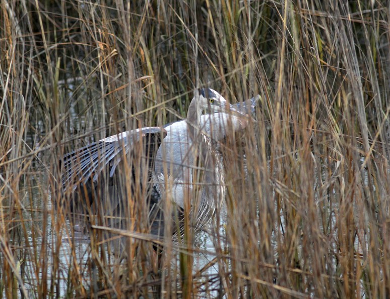 GBH Lands in Salt Marsh Reeds 
