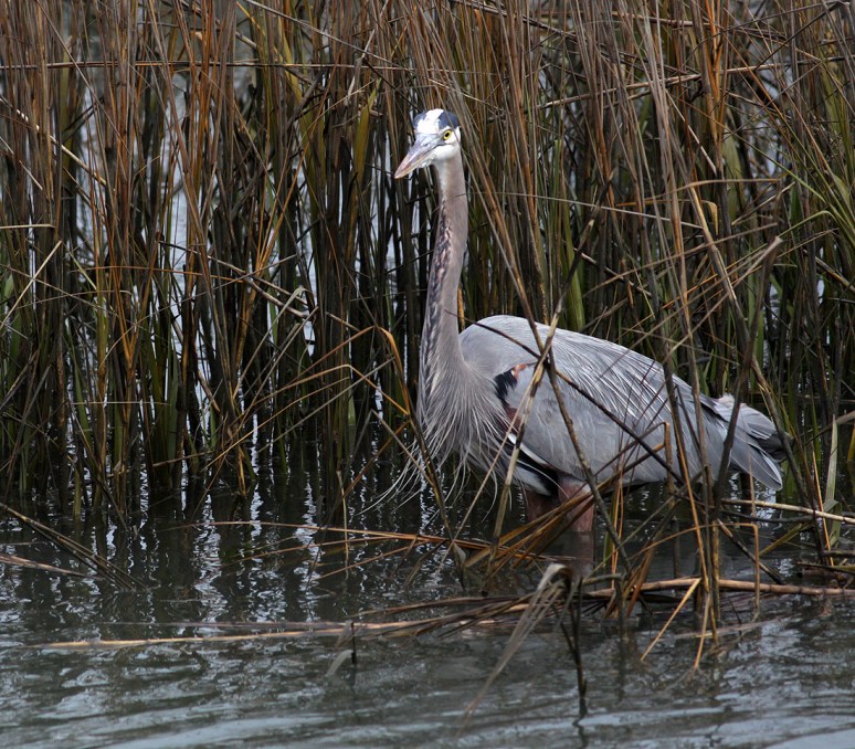 GBH Lands in Salt Marsh Reeds 