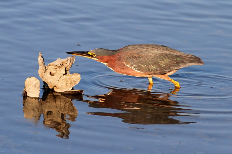 Green Heron Fishing in the Salt Marsh 