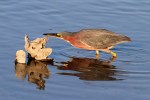 Green Heron Fishing in the Salt&nbsp;Marsh