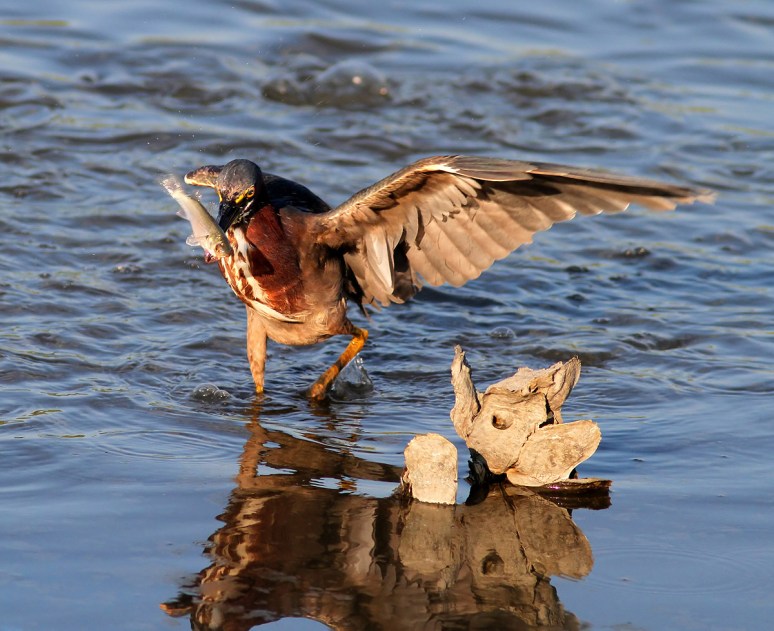Green Heron Fishing in the Salt Marsh 