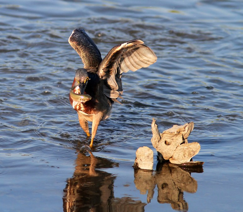 Green Heron Fishing in the Salt Marsh 