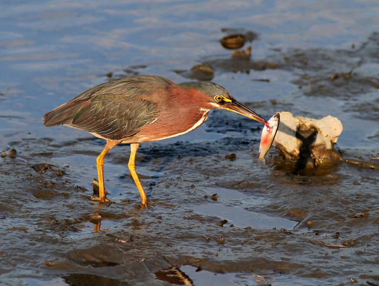 Green Heron Fishing in the Salt Marsh 