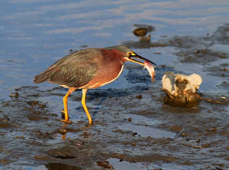 Green Heron Fishing in the Salt Marsh 