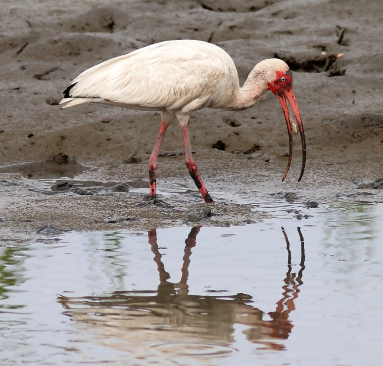 Ibis Hacks Up A Crab 