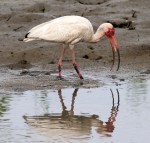 Ibis Hacks Up A&nbsp;Crab