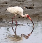 Ibis Hacks Up A&nbsp;Crab