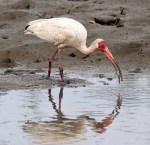 Ibis Hacks Up A&nbsp;Crab