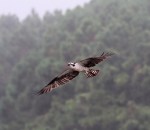 Morning Osprey Flights