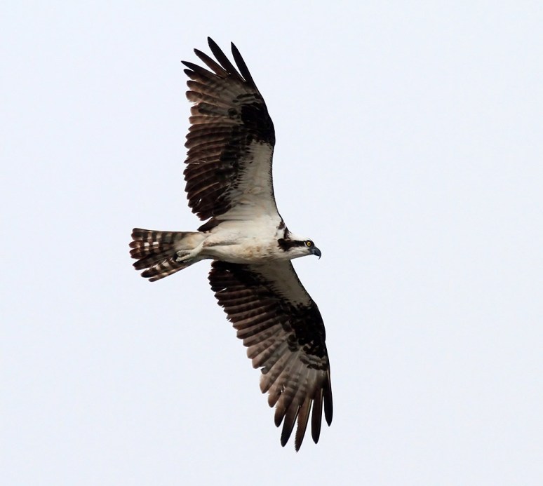Morning Osprey Flights 