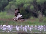 Morning Osprey Flights
