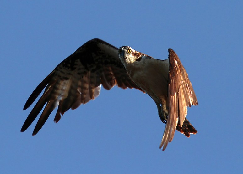 Osprey Looking Down