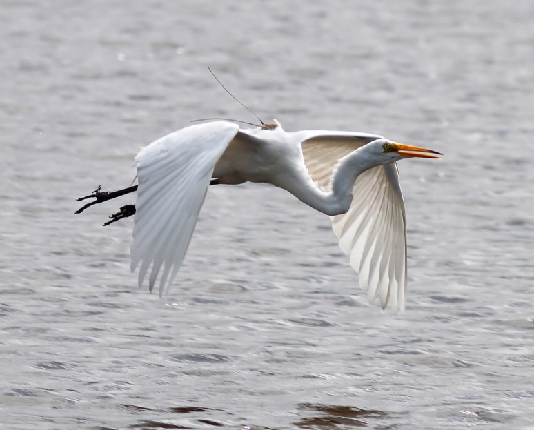 Radar Active in the Marsh 