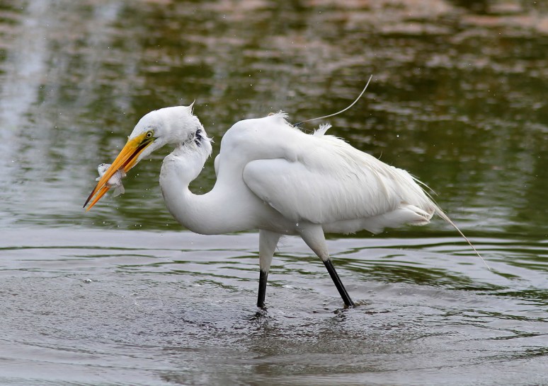 Radar Active in the Marsh 