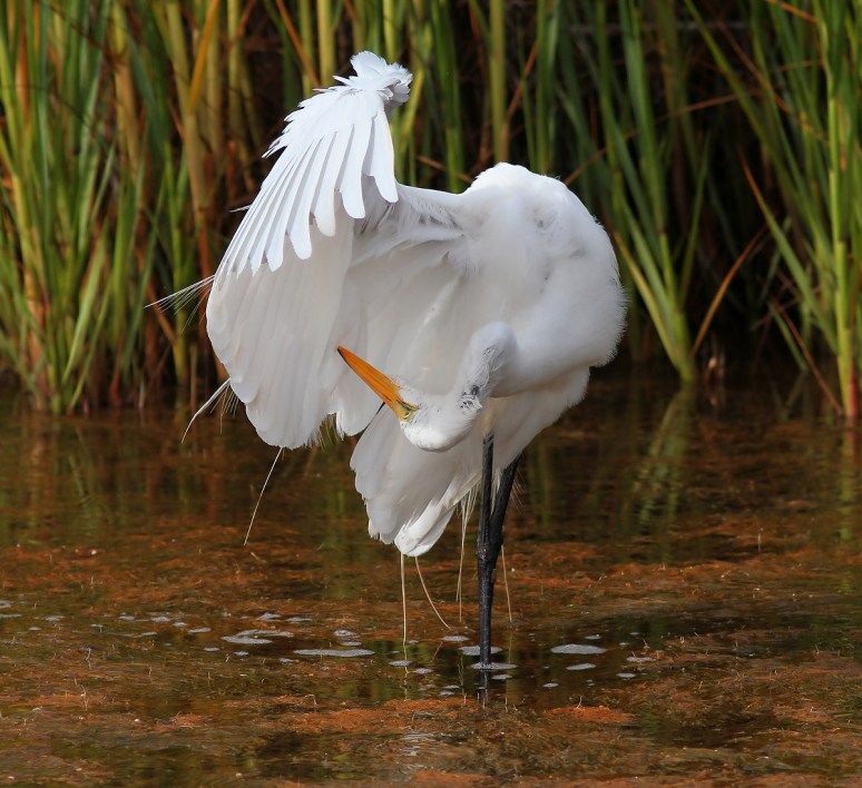 Radar Preening in the Marsh