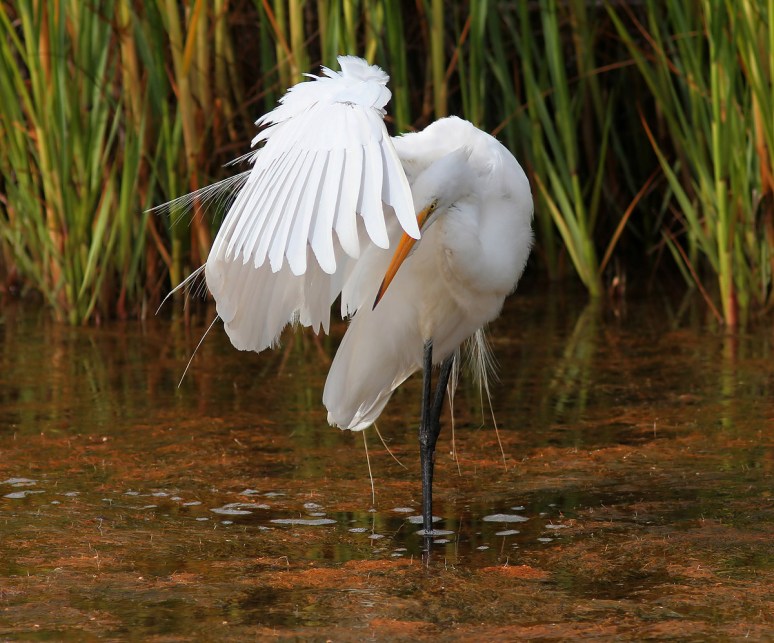 Radar Preening in the Marsh