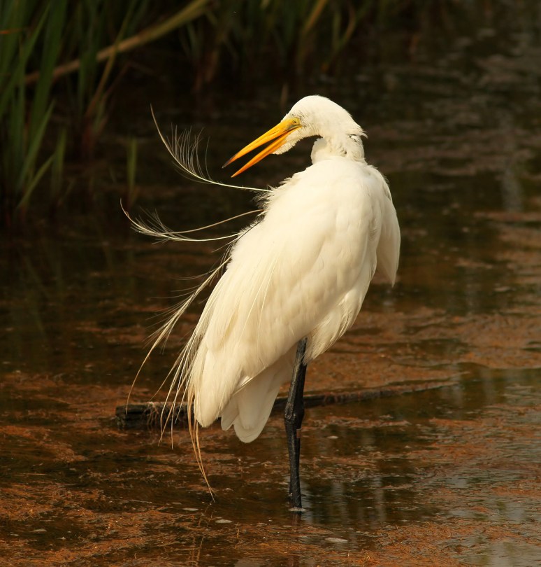 Radar Preening in the Marsh