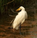 Radar Preening in the&nbsp;Marsh
