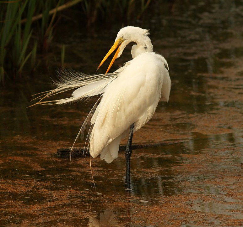 Radar Preening in the Marsh
