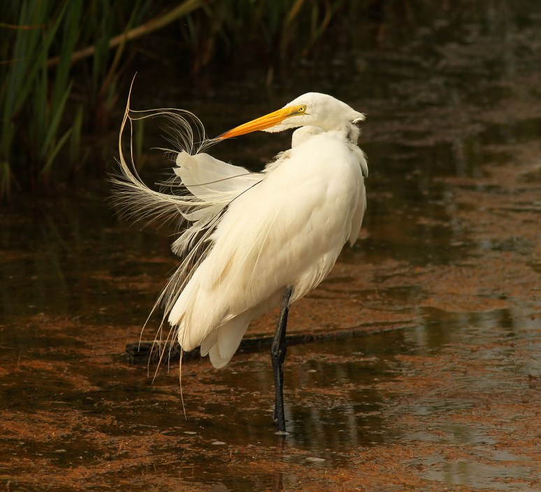 Radar Preening in the Marsh