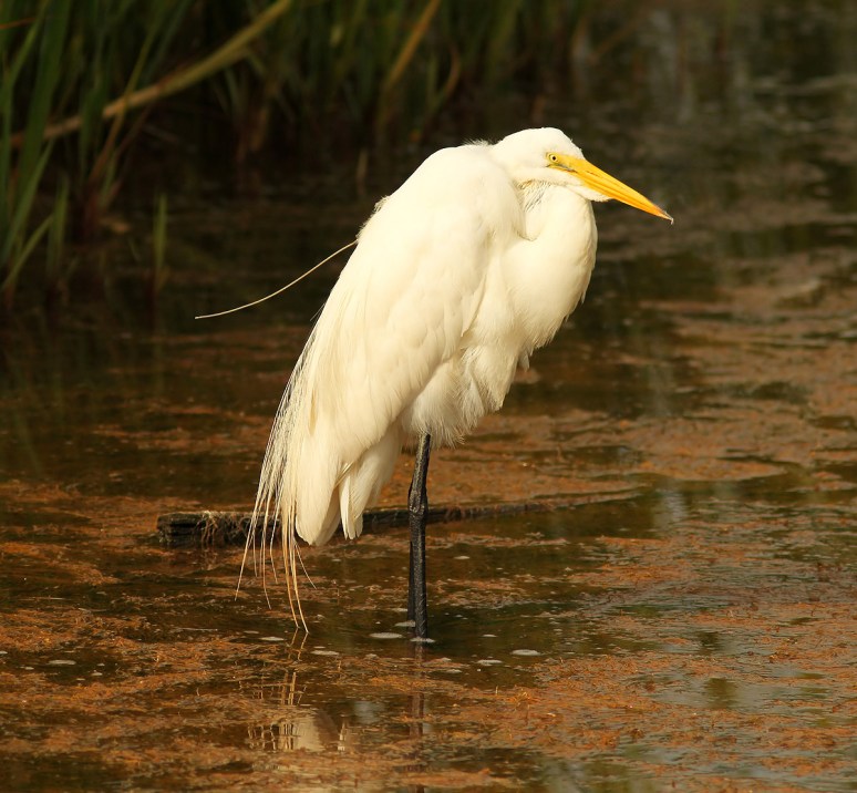 Radar Preening in the Marsh