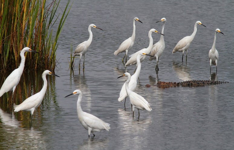 Snowy Egret Convention
