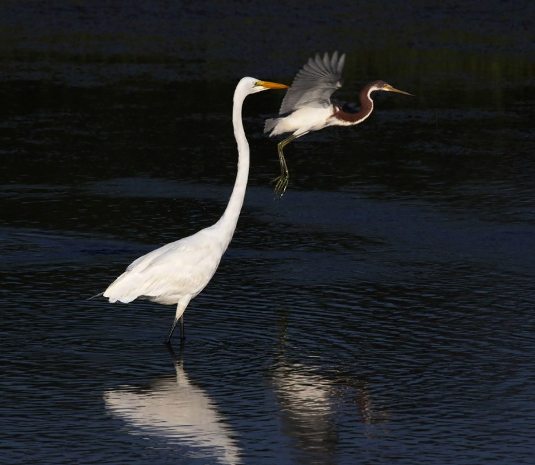 Tricolor Flies Past Egret 