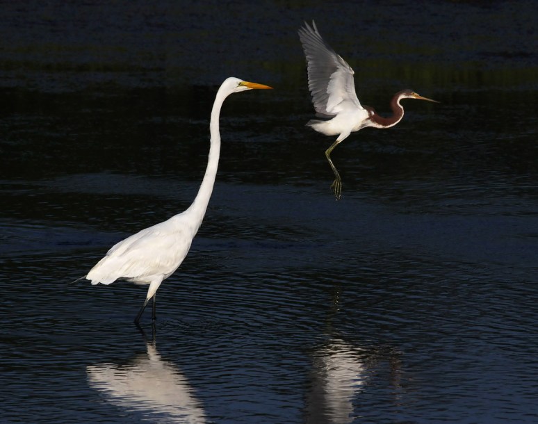 Tricolor Flies Past Egret 