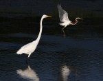 Tricolor Flies Past&nbsp;Egret