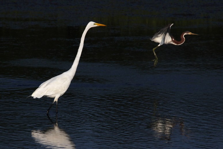 Tricolor Flies Past Egret 