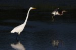 Tricolor Flies Past&nbsp;Egret