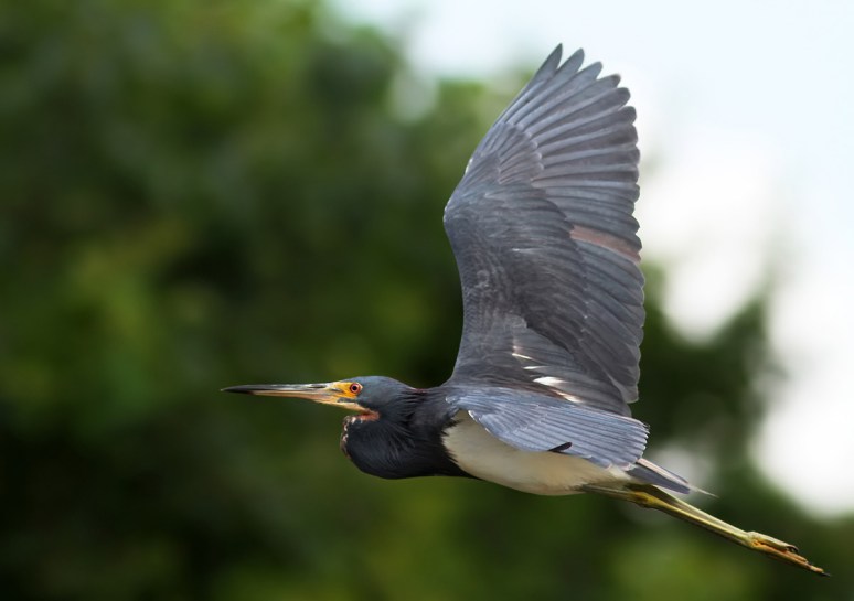 Tricolored Heron