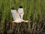 White Ibis