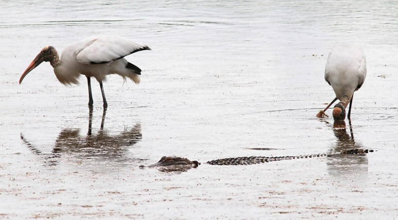 Wood Storks and Alligator