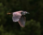 Yellow Crowned Night&nbsp;Heron