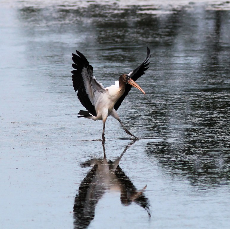 Young Wood Stork Flying In