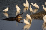 Alligator and Egret&nbsp;Friends