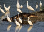 Alligator and Egret&nbsp;Friends