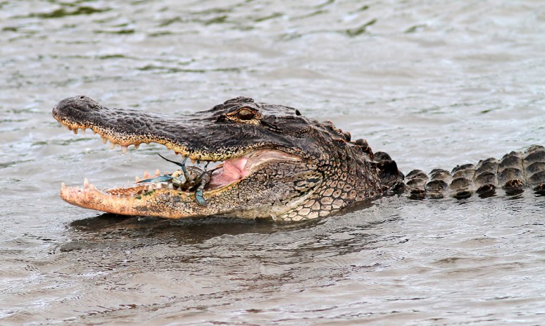 Alligator Catches Crab in Salt Marsh 