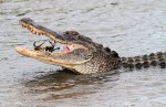 Alligator Catches Crab in Salt&nbsp;Marsh
