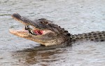 Alligator Catches Crab in Salt&nbsp;Marsh